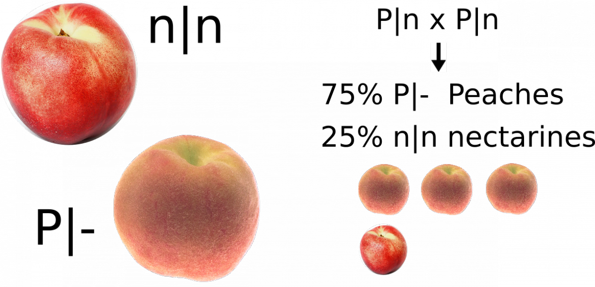 Nectarine vs. Peach: What's the Difference?